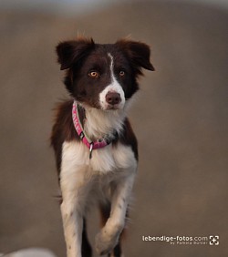 Cassis Cupcake oKL ✨