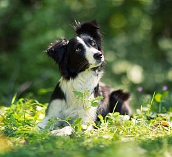 Chess and Checkmate oKL